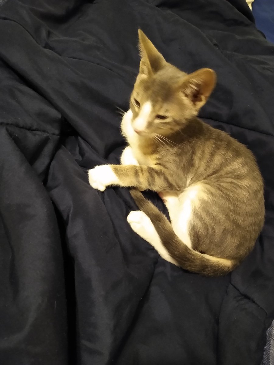 A thread of my cat for those who need a distraction feet my body randomly