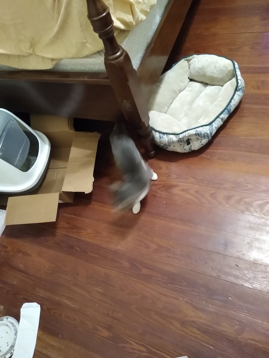 A thread of my cat for those who need a distraction feet my body randomly