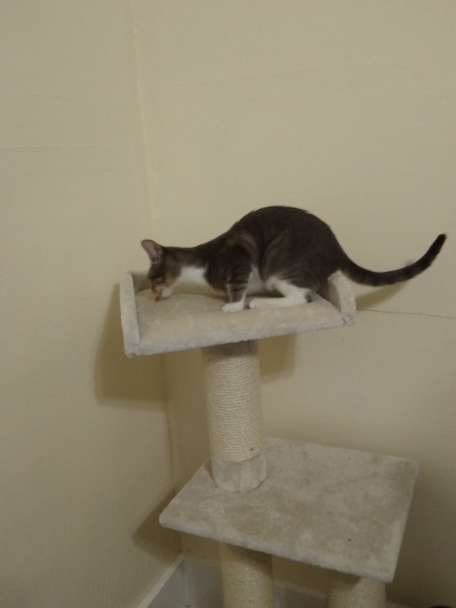 A thread of my cat for those who need a distraction feet my body randomly