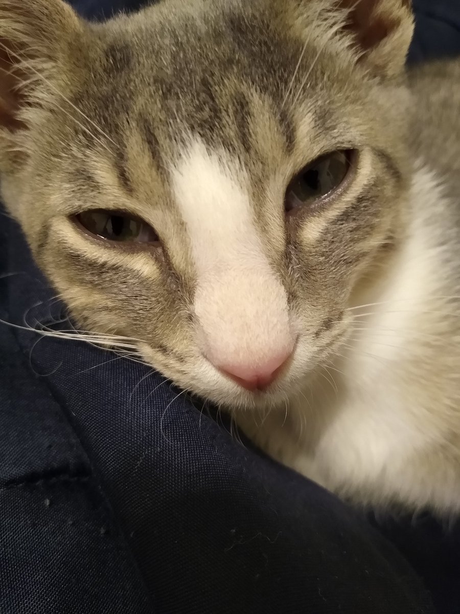 A thread of my cat for those who need a distraction feet my body randomly