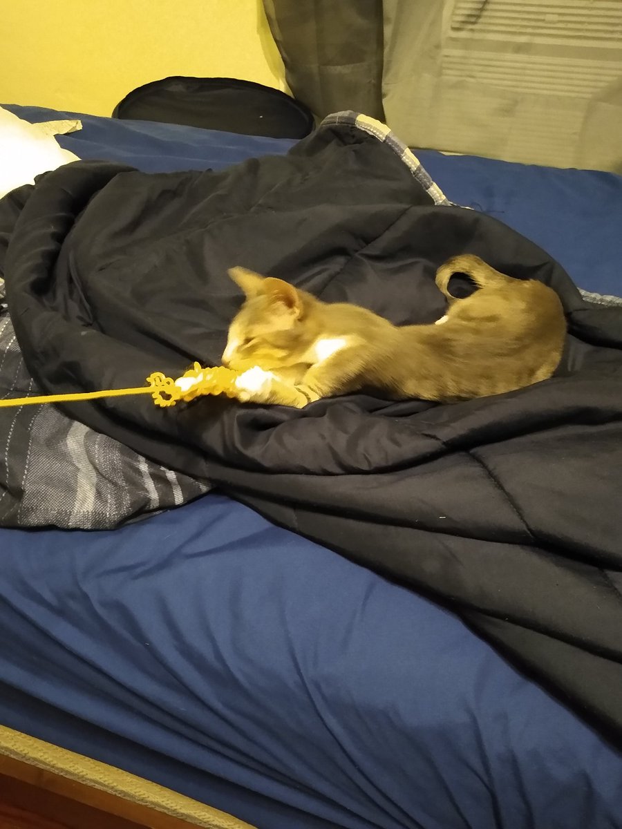 A thread of my cat for those who need a distraction feet my body randomly