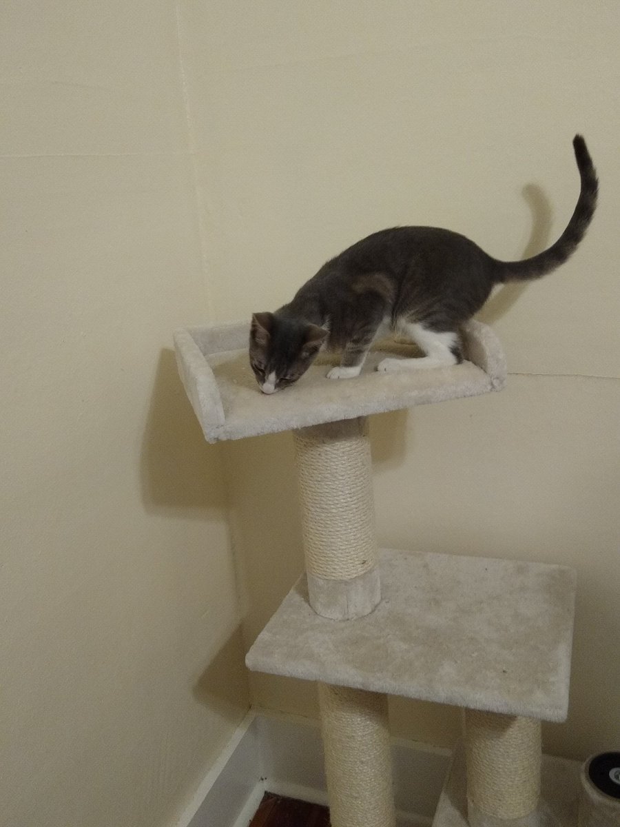 A thread of my cat for those who need a distraction feet my body randomly