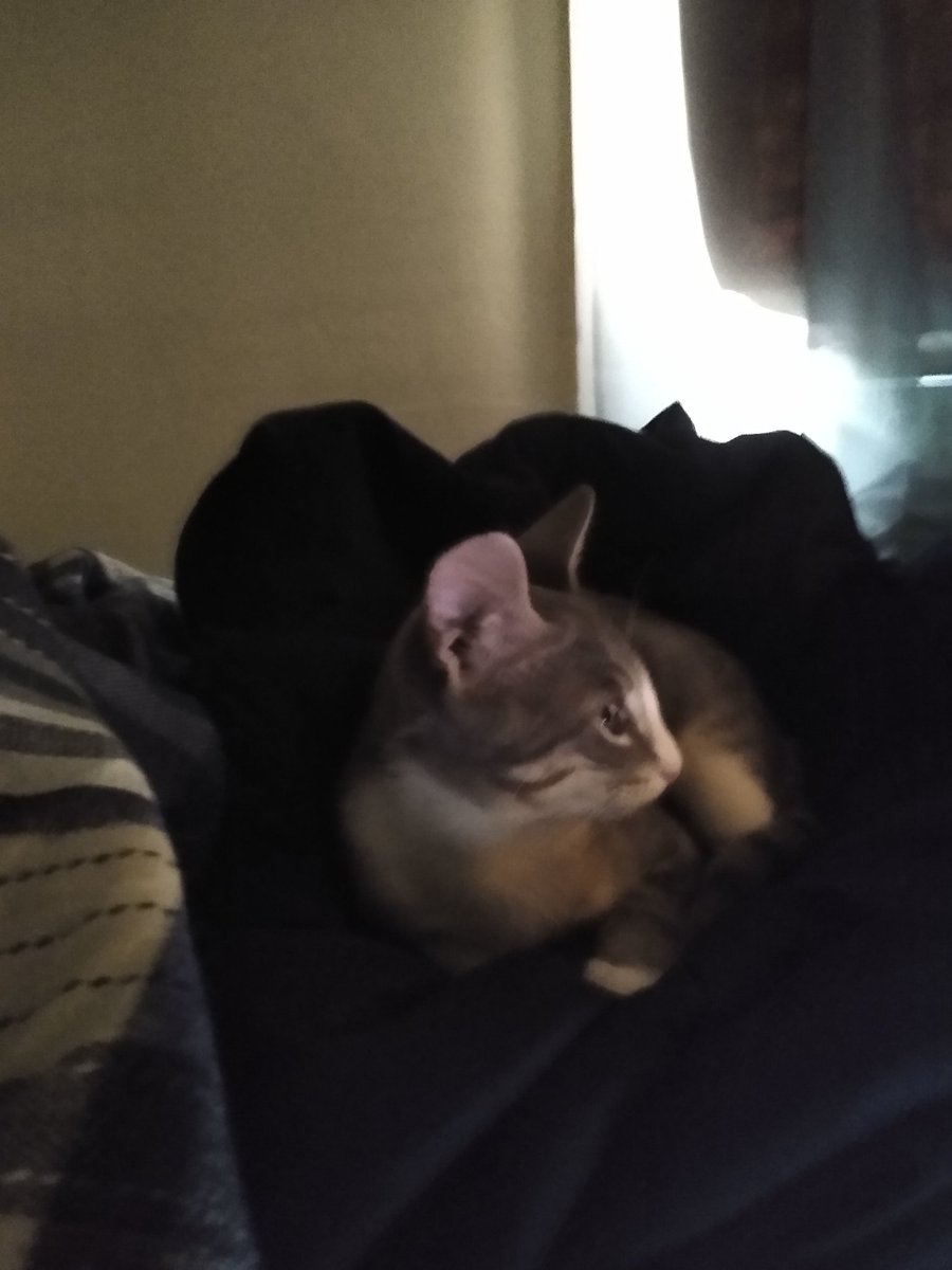 A thread of my cat for those who need a distraction feet my body randomly