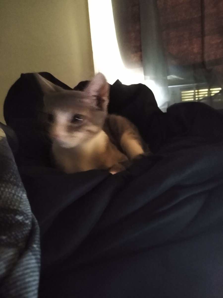 A thread of my cat for those who need a distraction feet my body randomly