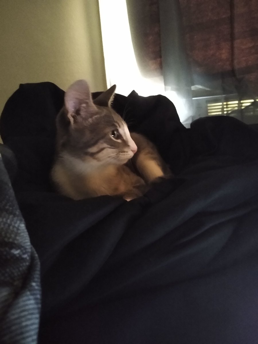 A thread of my cat for those who need a distraction feet my body randomly