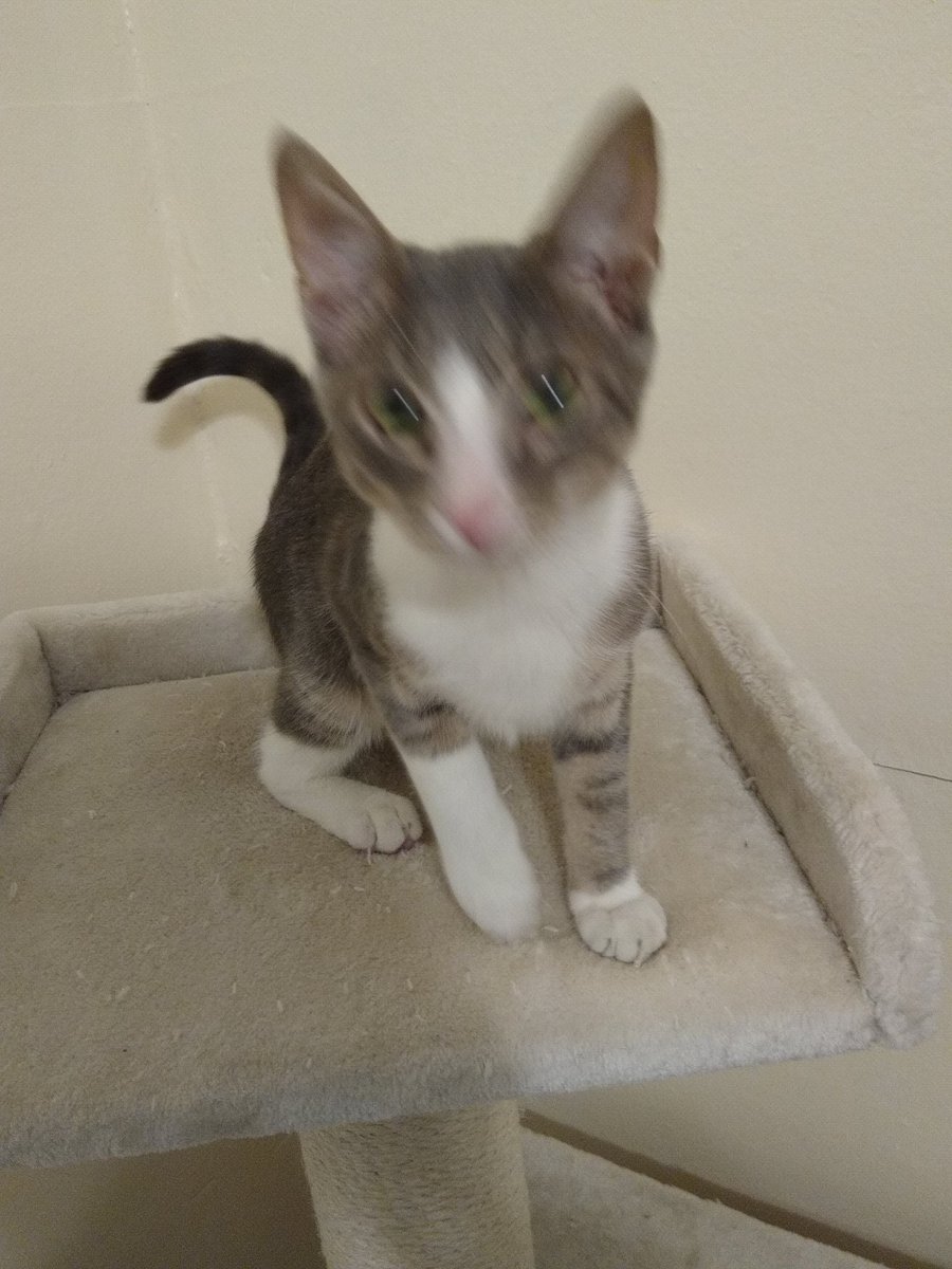 A thread of my cat for those who need a distraction feet my body randomly