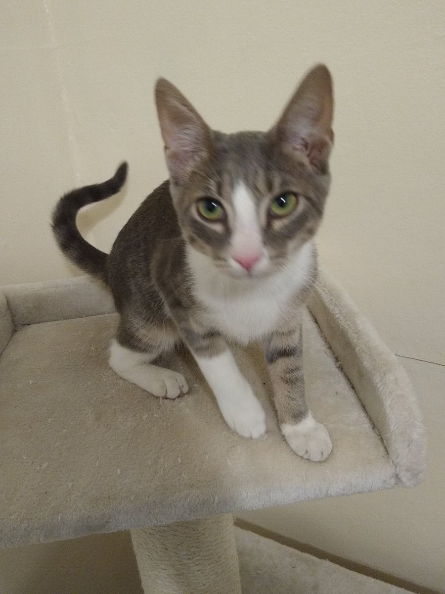 A thread of my cat for those who need a distraction feet my body randomly