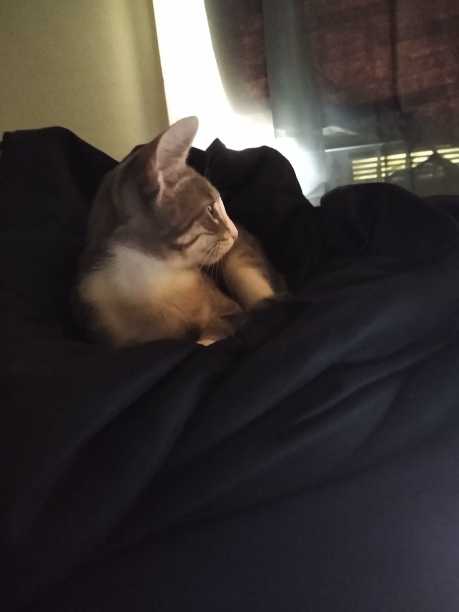 A thread of my cat for those who need a distraction feet my body randomly