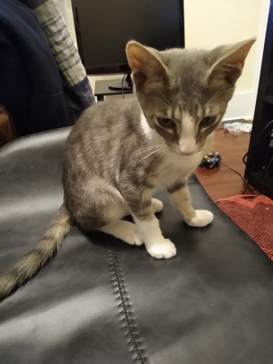 A thread of my cat for those who need a distraction feet my body randomly