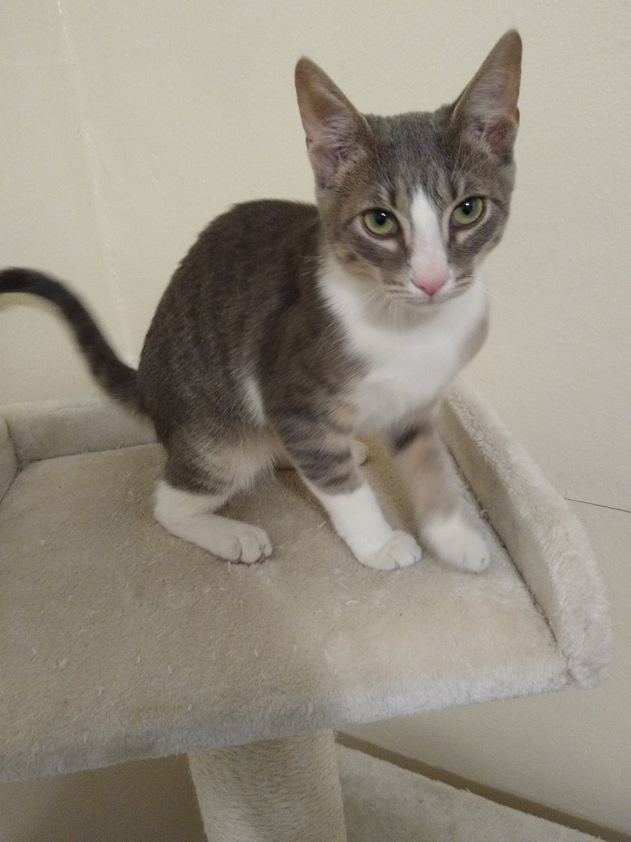 A thread of my cat for those who need a distraction feet my body randomly