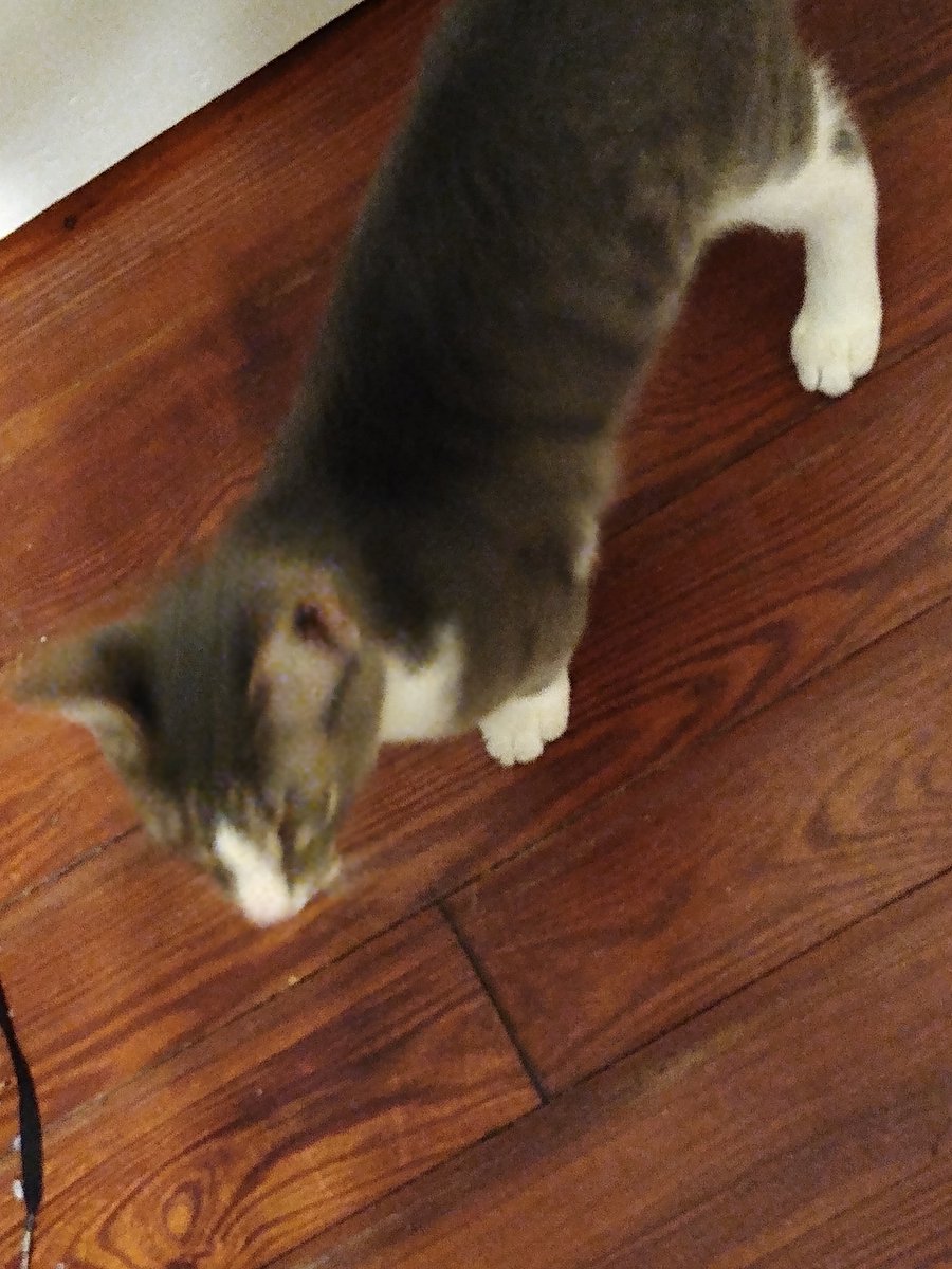 A thread of my cat for those who need a distraction feet my body randomly