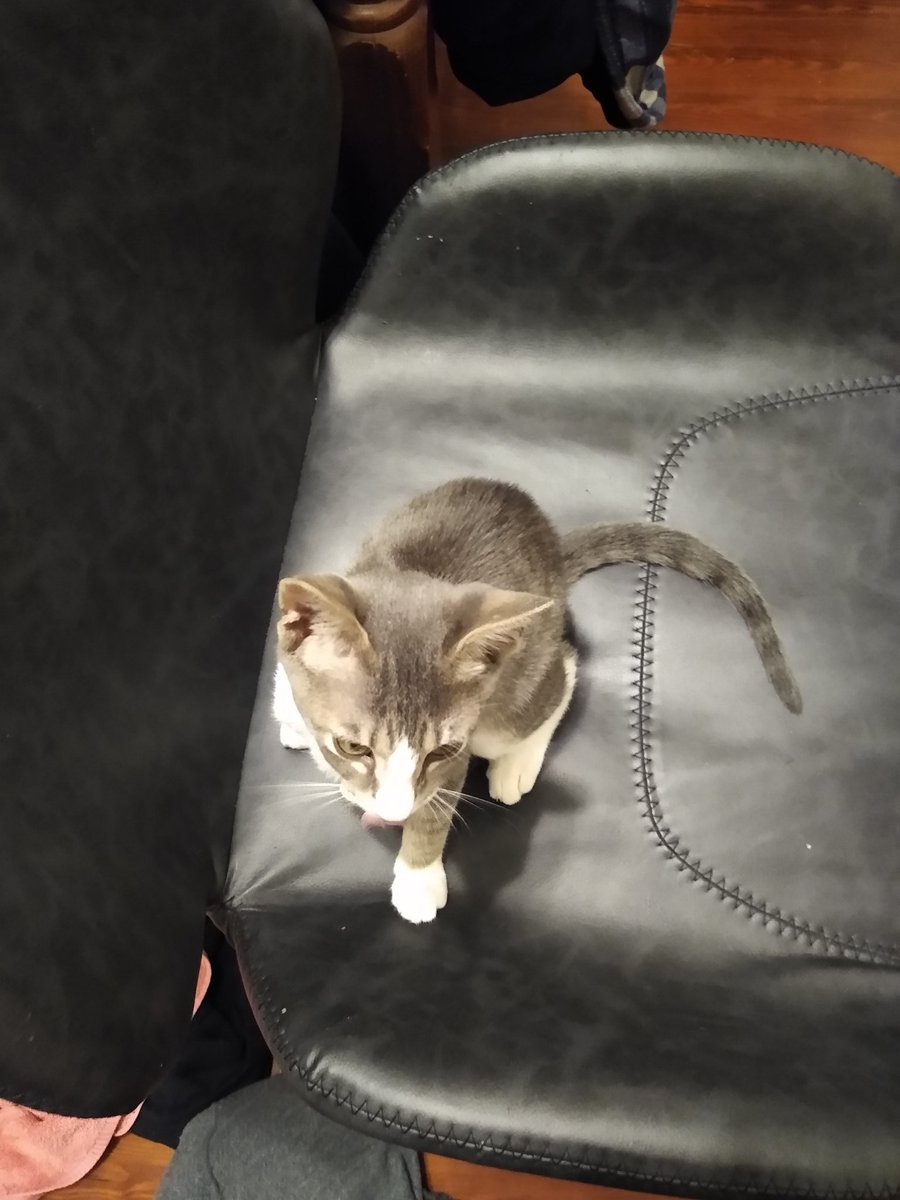 A thread of my cat for those who need a distraction feet my body randomly