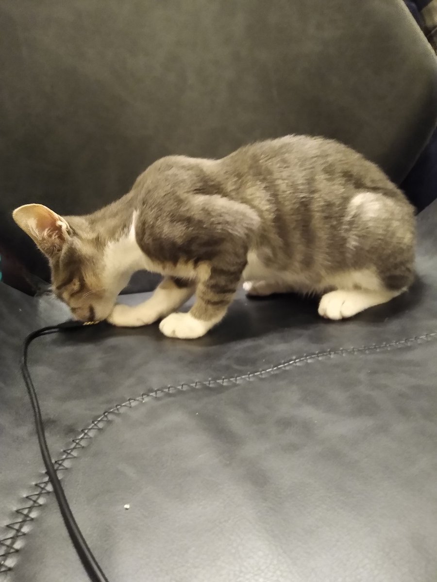 A thread of my cat for those who need a distraction feet my body randomly