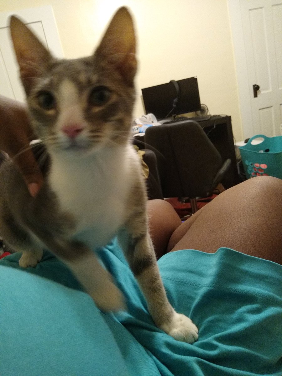 A thread of my cat for those who need a distraction feet my body randomly