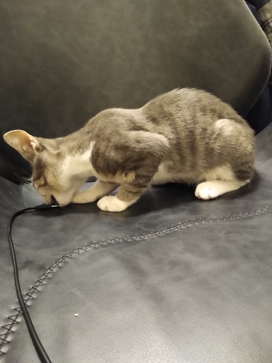 A thread of my cat for those who need a distraction feet my body randomly