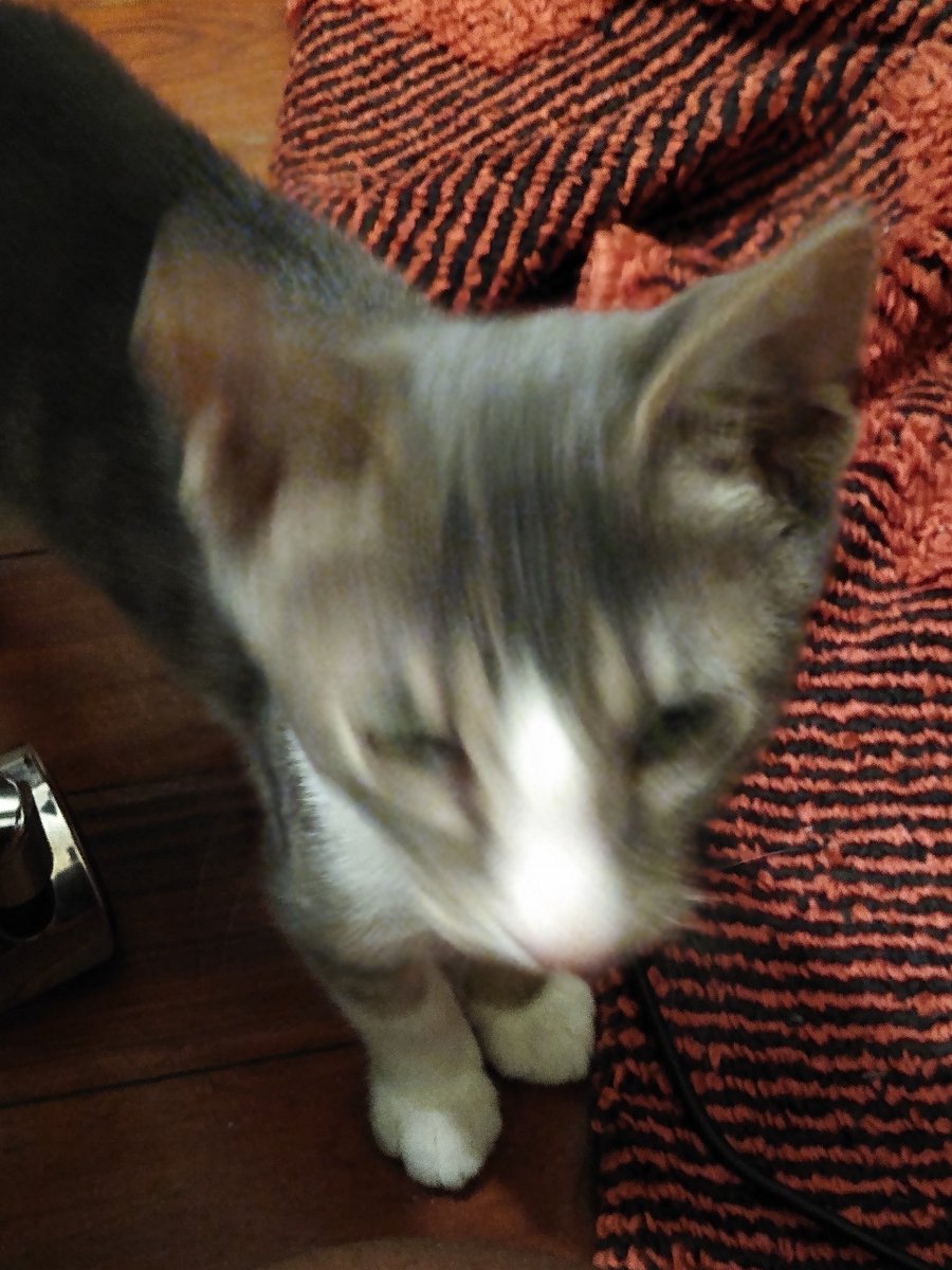 A thread of my cat for those who need a distraction feet my body randomly