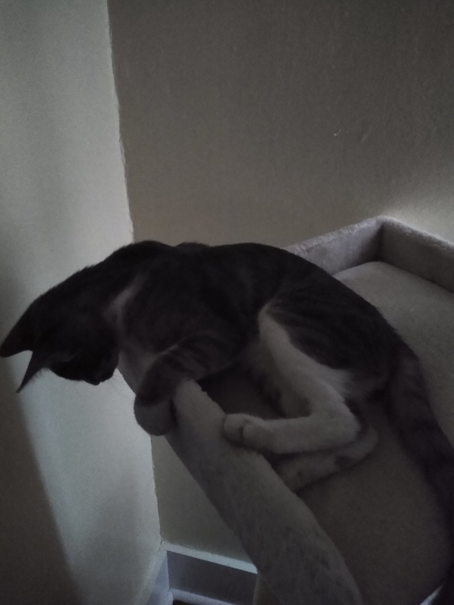 A thread of my cat for those who need a distraction feet my body randomly