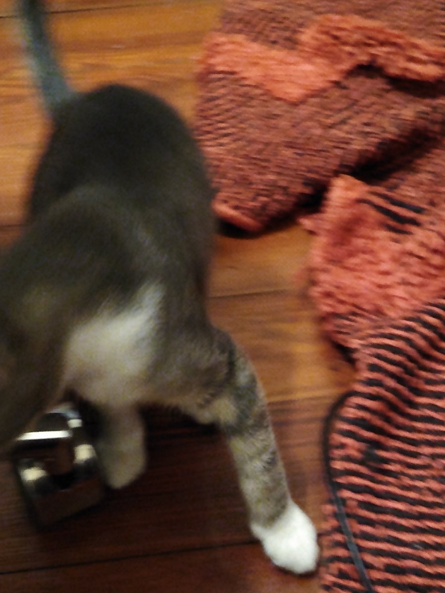 A thread of my cat for those who need a distraction feet my body randomly