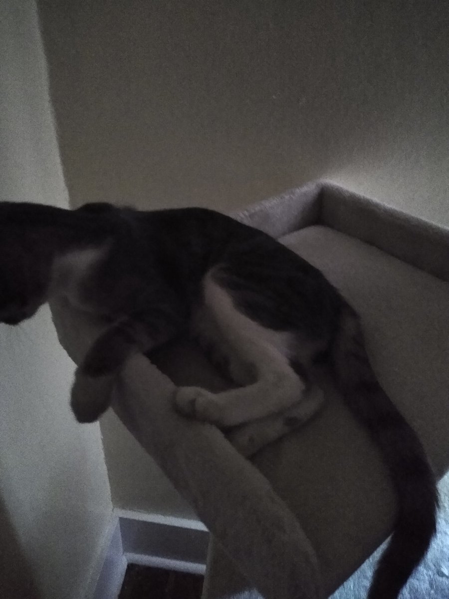 A thread of my cat for those who need a distraction feet my body randomly