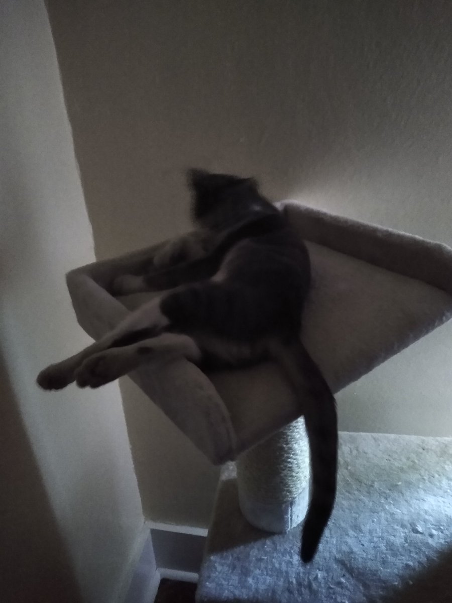 A thread of my cat for those who need a distraction feet my body randomly