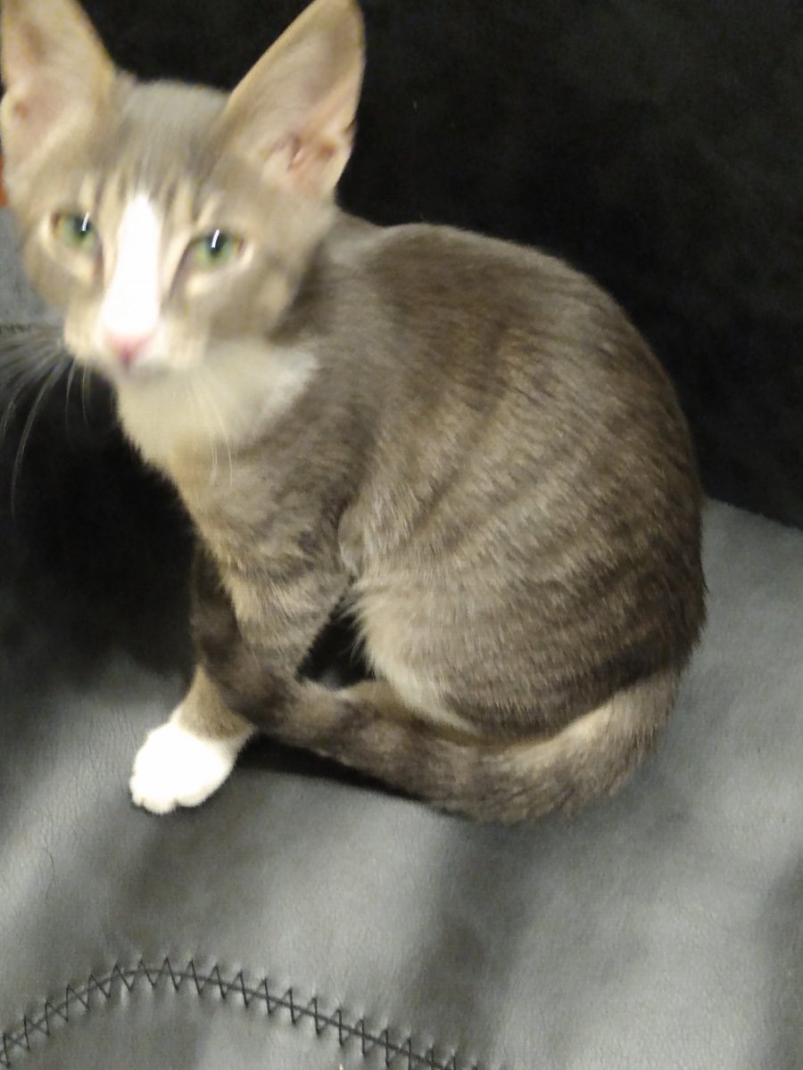 A thread of my cat for those who need a distraction feet my body randomly