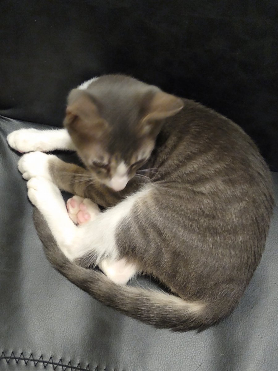 A thread of my cat for those who need a distraction feet my body randomly