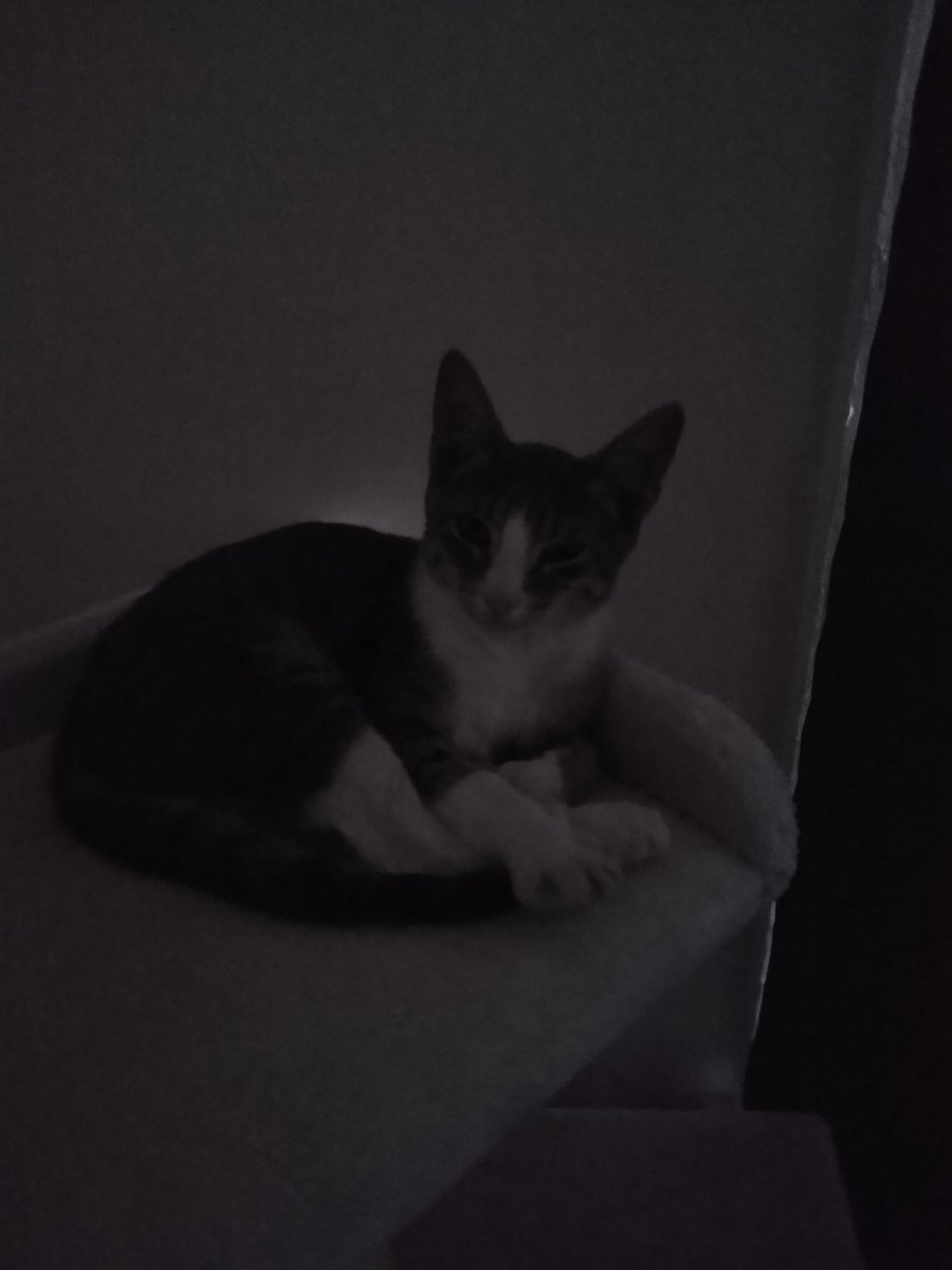 A thread of my cat for those who need a distraction feet my body randomly