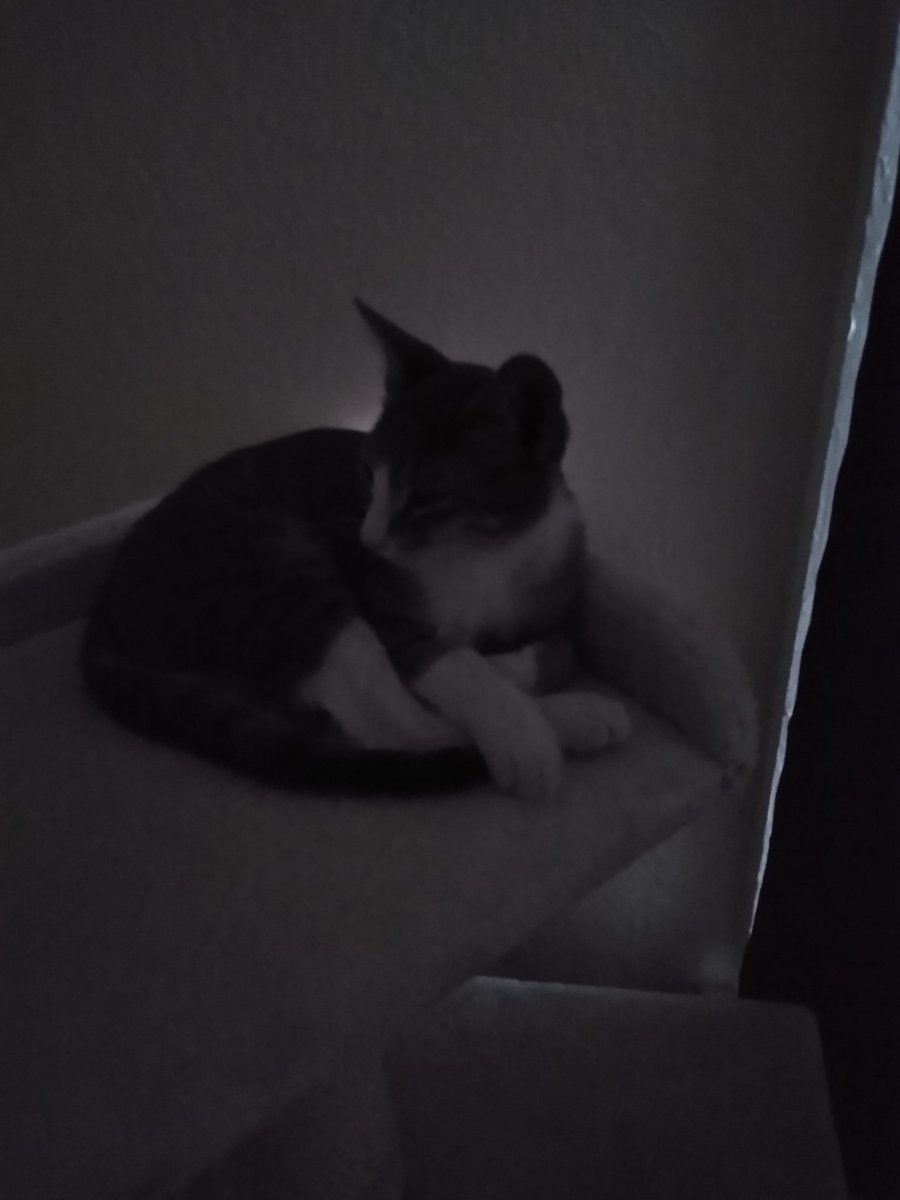 A thread of my cat for those who need a distraction feet my body randomly