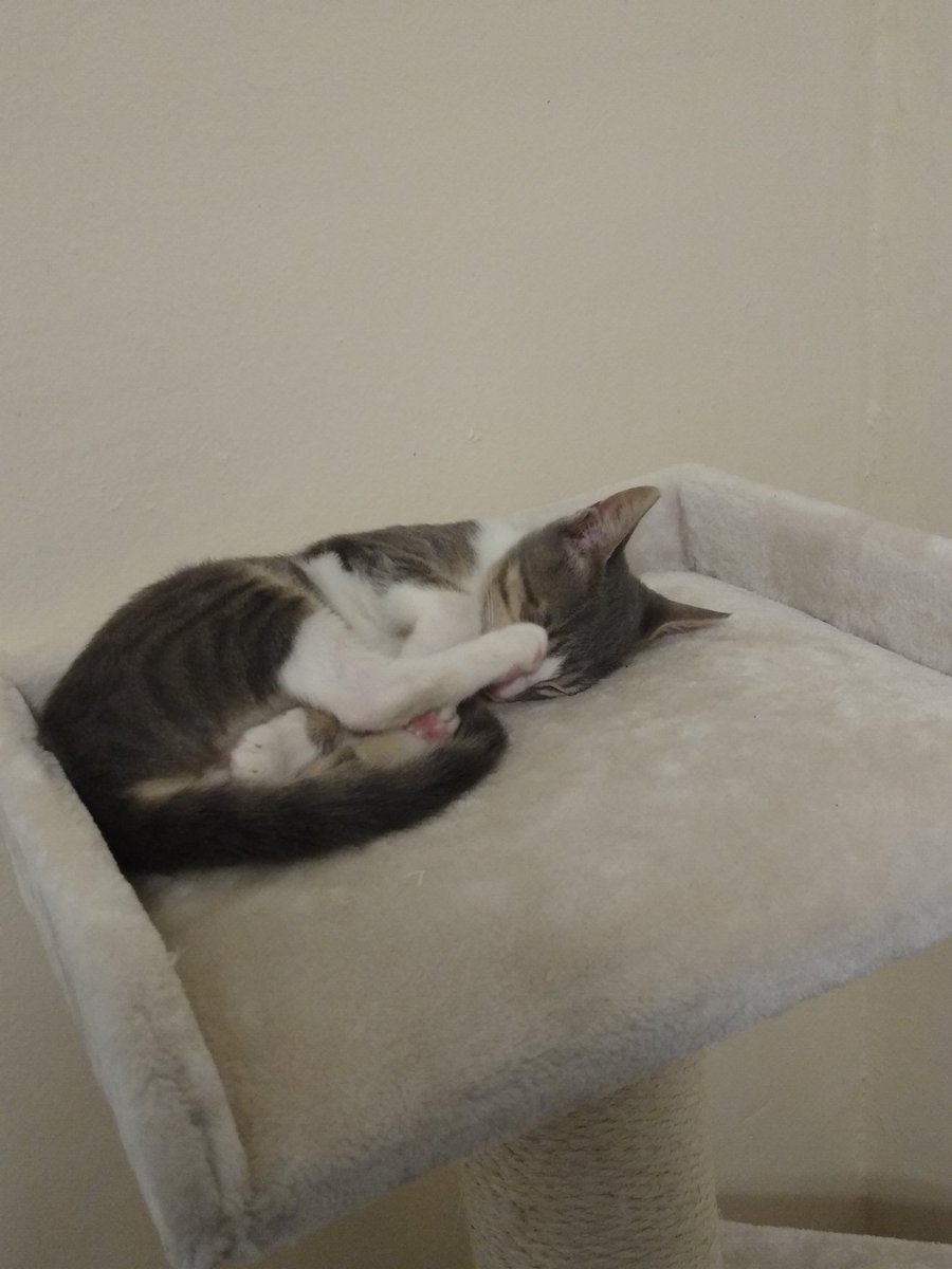 A thread of my cat for those who need a distraction feet my body randomly