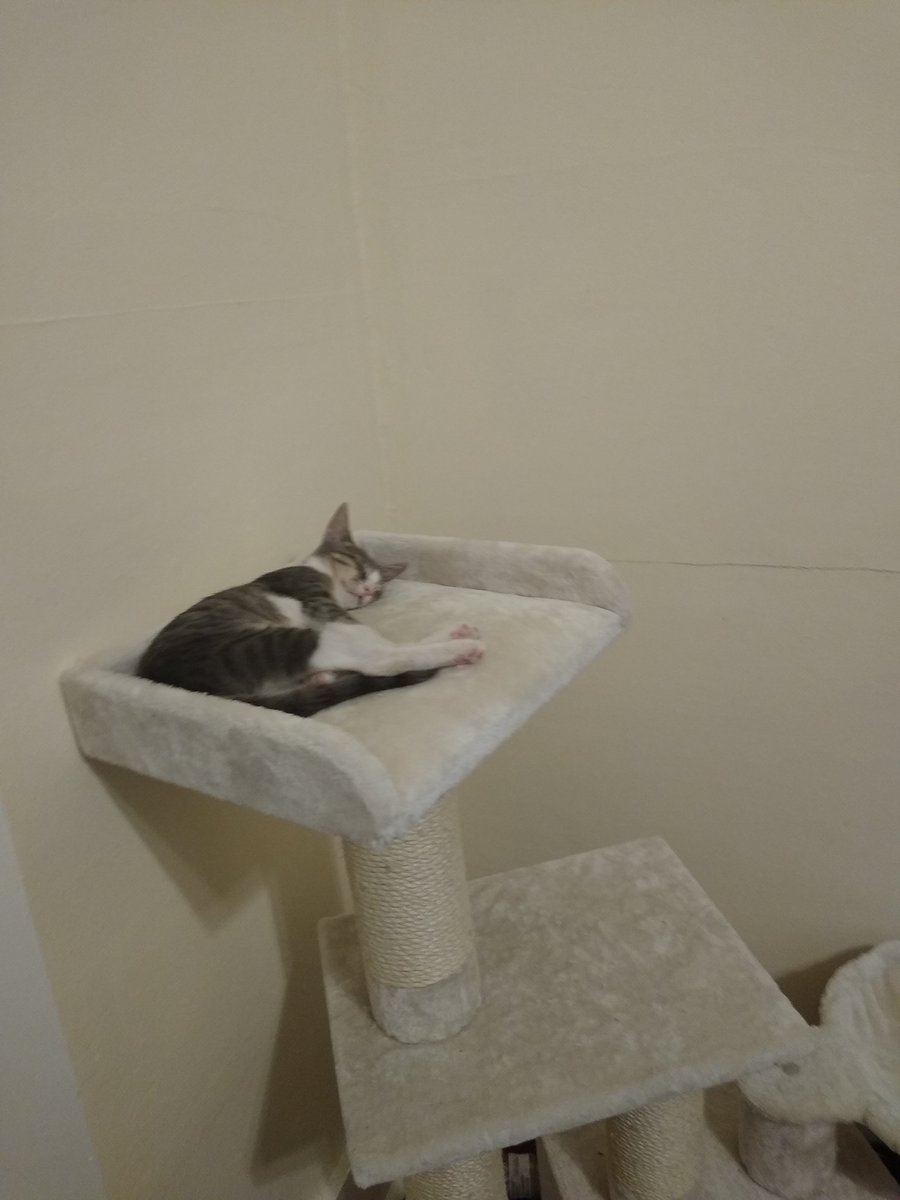 A thread of my cat for those who need a distraction feet my body randomly