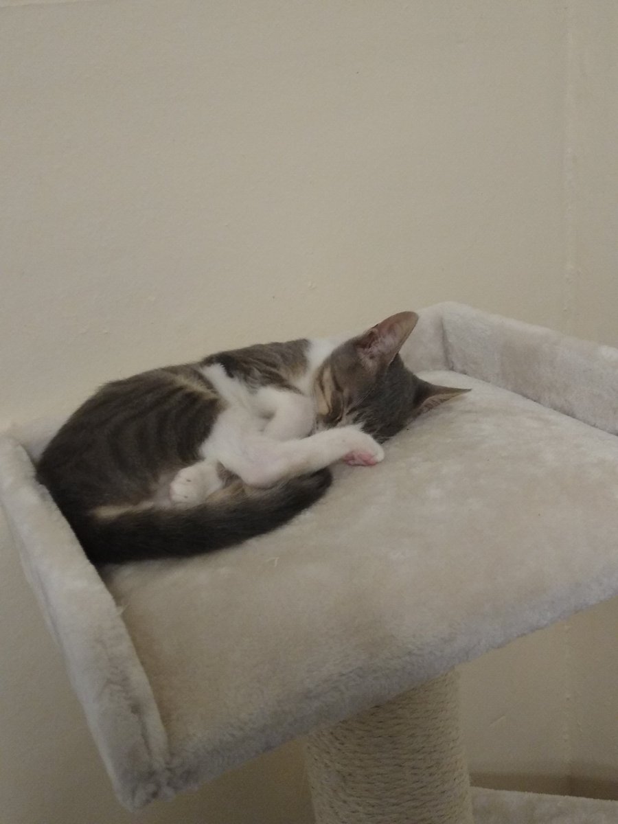 A thread of my cat for those who need a distraction feet my body randomly