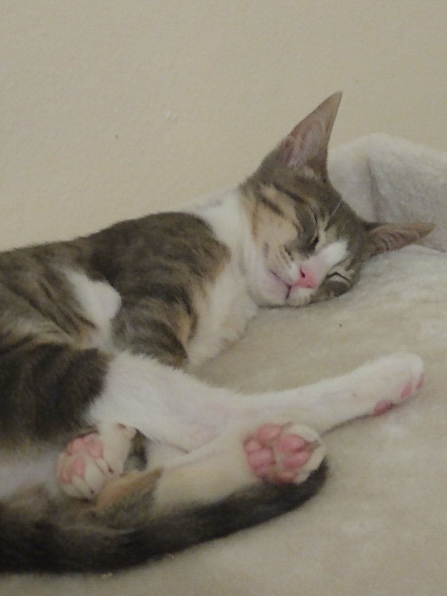 A thread of my cat for those who need a distraction feet my body randomly