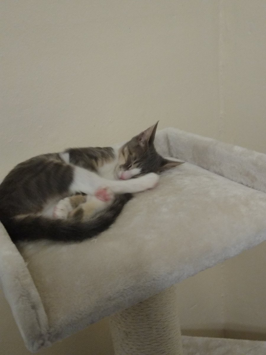 I can't add any more pictures