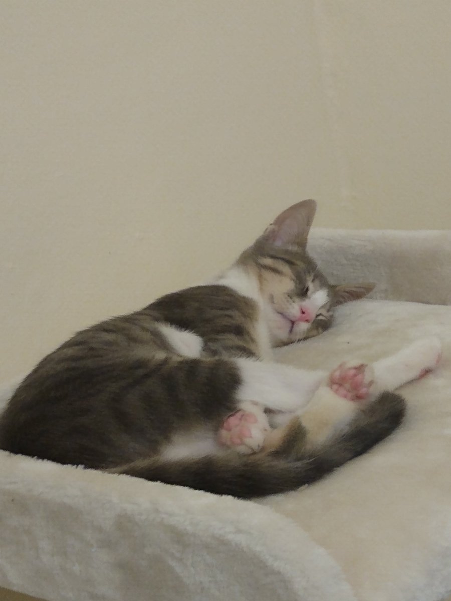 I can't add any more pictures