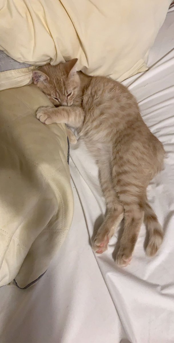 peyt_cates's tweet photo. This is Britney B, we got her to foster her but I fell in love with her and my pregnant self would cry at the thought of giving her away. But as she’s getting older our allergies are starting to get REALLY bad as we are both allergic to cats. https://t.co/jz0wZE11Vi