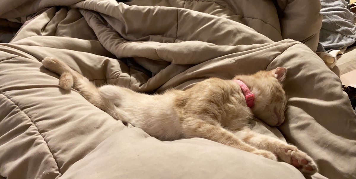 peyt_cates's tweet photo. This is Britney B, we got her to foster her but I fell in love with her and my pregnant self would cry at the thought of giving her away. But as she’s getting older our allergies are starting to get REALLY bad as we are both allergic to cats. https://t.co/jz0wZE11Vi