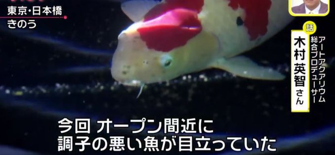 公關災難事件 日本金魚美術館 展品 金魚患病狀況惡劣魚缸環境惹爭議 喜愛日本likejapan ライクジャパン