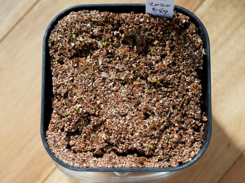 Oniwa リトープス朱唇玉の実生 2週間経過しました いい感じに増えてきてます 発芽後は風通し良く 土が乾かないようにという感じが良さそう リトープス 実生 リトープスの実生 リトープスの種まき 発芽 多肉 多肉植物