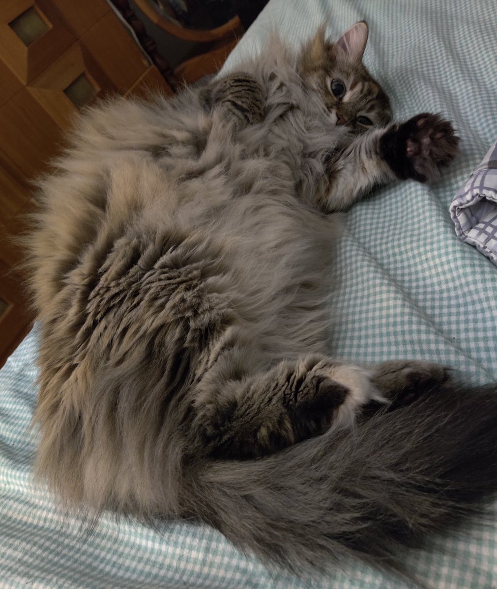 CursedCurry's tweet photo. The cat is being cute ❤️ https://t.co/HhPwUUMwx6