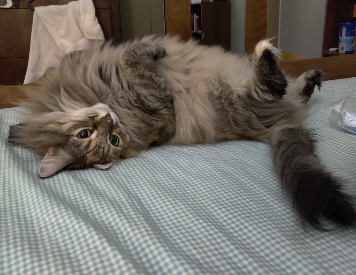 CursedCurry's tweet photo. The cat is being cute ❤️ https://t.co/HhPwUUMwx6