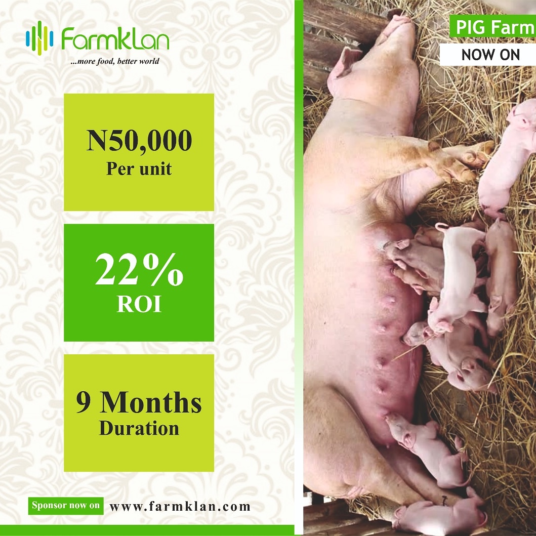 farmklan's tweet photo. A sumptuous pork dish makes a great meal for a crowd any day and also exciting is the business of rearing pigs.
What are you waiting for? Invest today. Visit https://t.co/HjVBlEZLyT and see packages that fit your pocket.
#farmklan
#foodsecurity
#zerohunger
#agritech https://t.co/SWchkI70KF