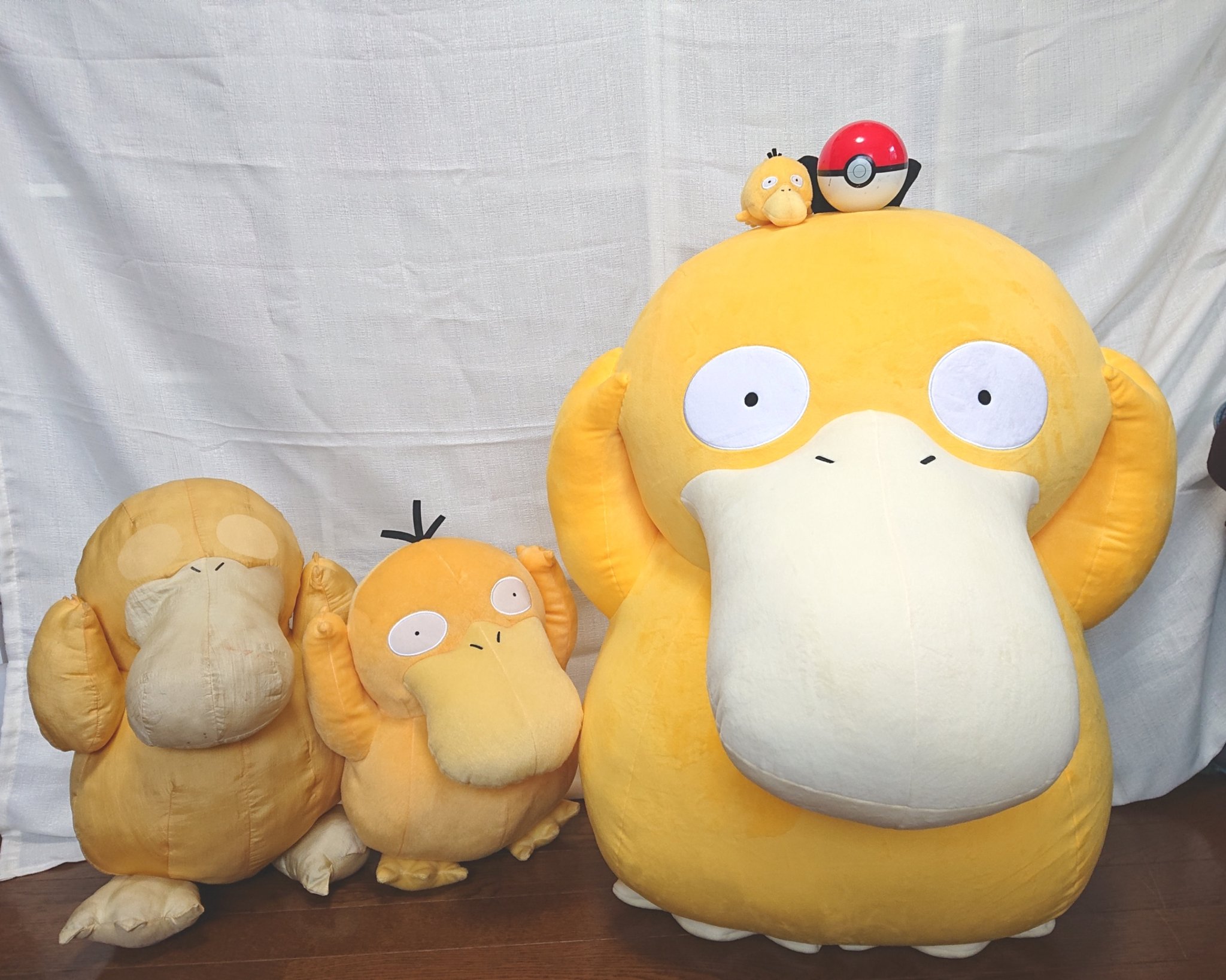 ぱそこ Tlほぼみません 等身大コダックが届きました サイズ感お納めください 左 初代コダック ポケモンおっきなぬいぐるみ カスミのコダック 年前位のやつだから目とか剥げて無い 真ん中 ポケモンサンムーンめちゃでかコダックぬいぐるみ 右 今回