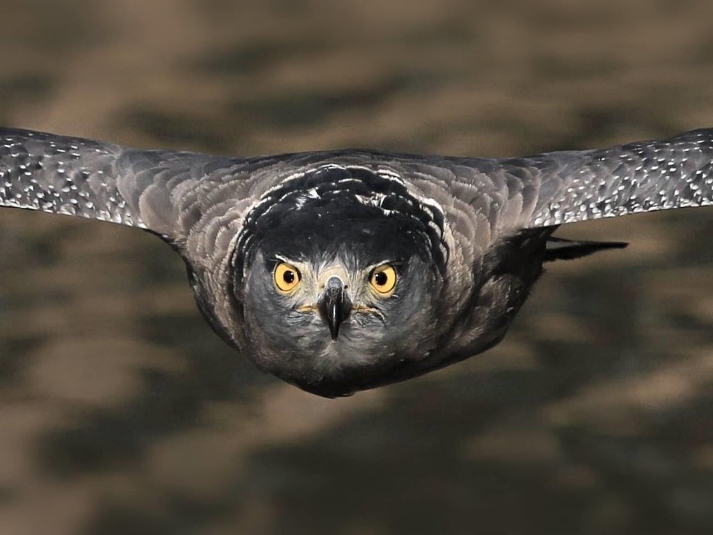  @natgeo  @Avibase  @ThePhotoHour  @NatureIn_Focus  @SanctuaryAsia #IndiAves  #birds  #birdwatching  #birdphotography  #nature  #BBCWildlifePOTD  #WildlifePhoto  #WeekendWilds My brother Dr. Atul Jain clicked some Head-on action  http://facebook.com/profile.php?id … http://instagram.com/atuljain67?igs …