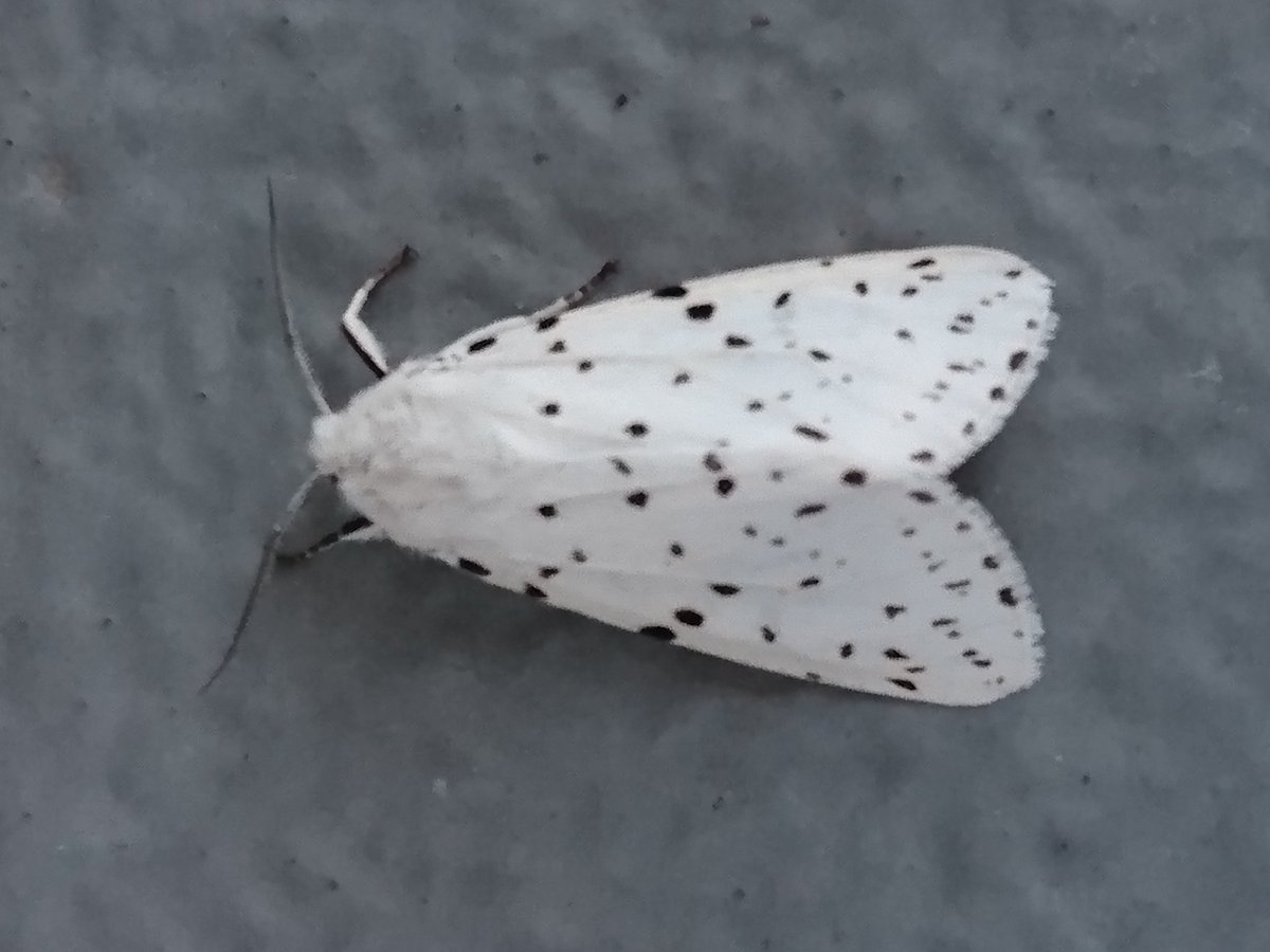 アメリカシロヒトリ