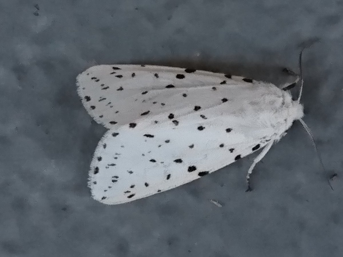 アメリカシロヒトリ