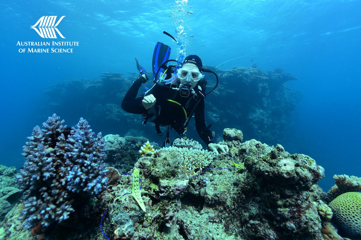 aims_gov_au's tweet photo. Work with us on Reef Restoration &amp; Adaptation Program research projects!

10 roles available for:
• Experimental Research Techs
• Field Techs
• Field +@SeaSim_AIMS Research Assistant

Head to https://t.co/5QDTB9ycWo
Closes Monday, Oct 05
#GBRRestoration
https://t.co/GoYzuDkUZB https://t.co/xiyTPXJXAU