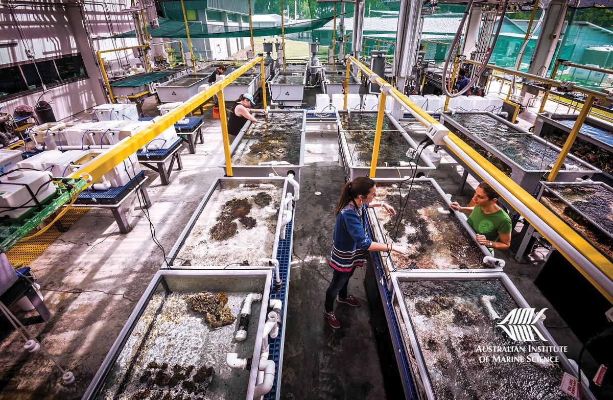 aims_gov_au's tweet photo. Work with us on Reef Restoration &amp; Adaptation Program research projects!

10 roles available for:
• Experimental Research Techs
• Field Techs
• Field +@SeaSim_AIMS Research Assistant

Head to https://t.co/5QDTB9ycWo
Closes Monday, Oct 05
#GBRRestoration
https://t.co/GoYzuDkUZB https://t.co/xiyTPXJXAU