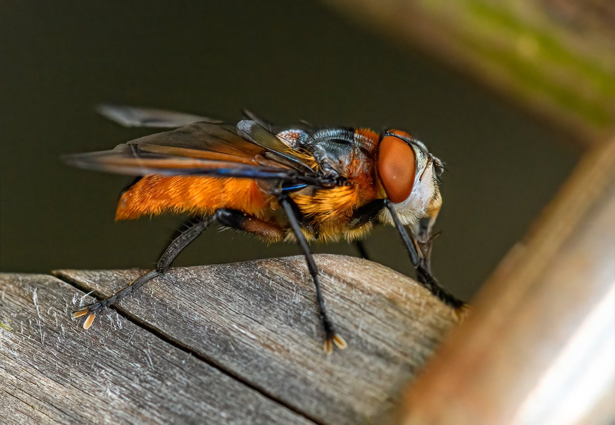 m2niac's tweet photo. Phasia hemiptera.
---
#phasiahemiptera #fly #flyinsect #flyseyes #flower #eyes #redeyes #wings #insect #animals #selectivefocus #details #nature #macro_mood #macrophotography #macrophoto #macro #closeup #photo #photographer #photography #фото #m_hladchenko #youpicmacro #youpic https://t.co/hEjfQWNLPF
