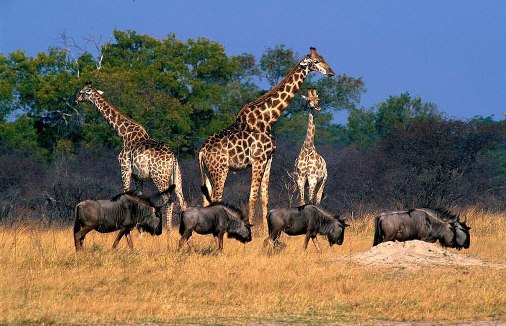DrGGandawa's tweet photo. Govt has rightly announced the cancellation of mining rights in Hwange National Park. However, unanswered questions remain as to why the President granted the Chinese an EPO in the first place. Governing by decree as opposed to policy undermines public and investor confidence. https://t.co/O3B0sDF9Fa