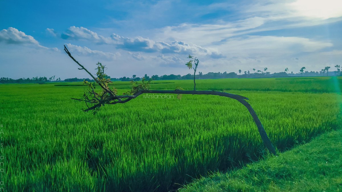 Arslanalan07's tweet photo. #paddyfield #green #field #sky #grass #naturallandscape #plant #agriculture #grassfamily #grassland #landscape #tree #ruralarea #crop #farm #prairie #cloud #meadow #rice #plain #plantation #crops #arslanalan #bihar #note5pro #mobilephotography https://t.co/kCHIhUufP7